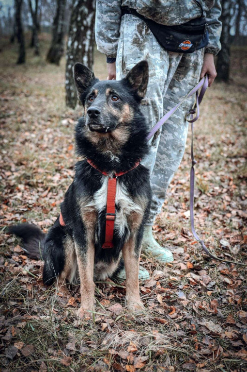 Собаки в Москве: Рон Мальчик, Бесплатно - фото 6