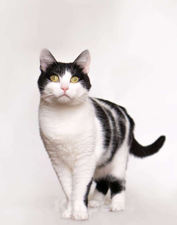 Кошки в Москве: Ласковая кошка Нюша в добрые руки Девочка, 1 руб. - фото 3