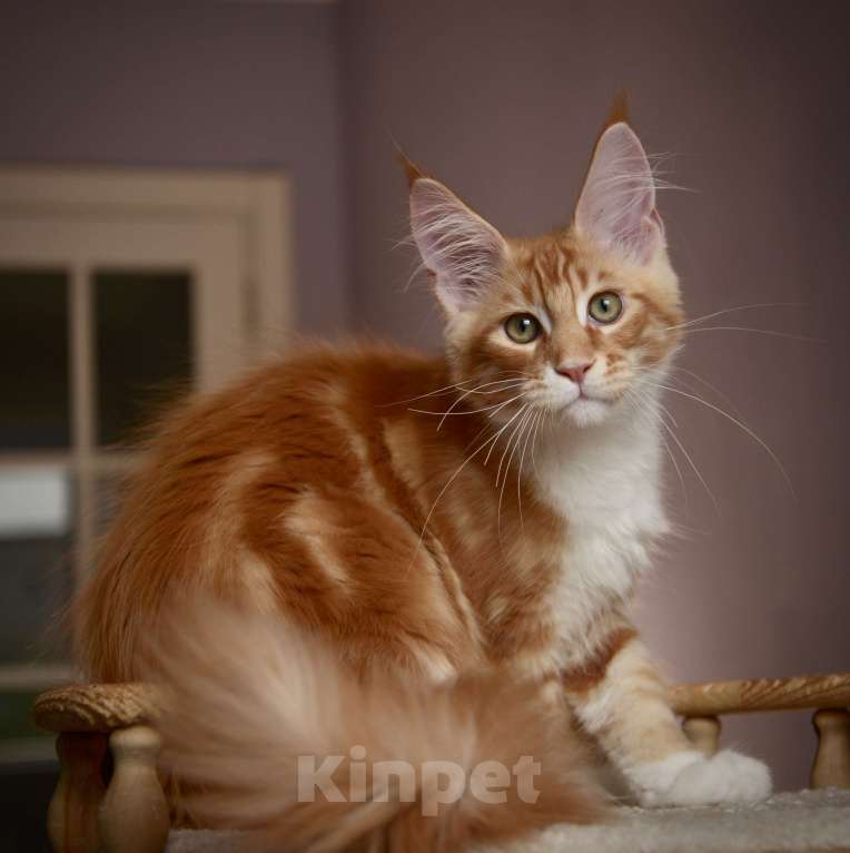 Кошки в Краснодаре: Мейн-кун мальчик  Мальчик, 70 000 руб. - фото 2