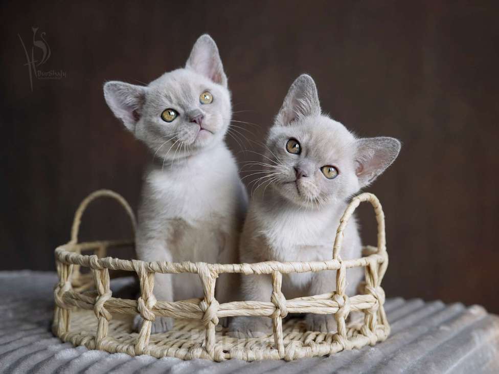 Кошки в Москве: Европейская бурма мальчики Мальчик, Бесплатно - фото 1