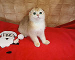 Кошки в Москве: Золотая шиншилла Девочка, 20 000 руб. - фото 3