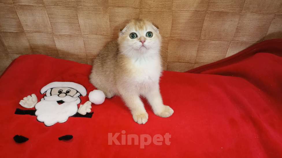 Кошки в Москве: Золотая шиншилла Девочка, 20 000 руб. - фото 3