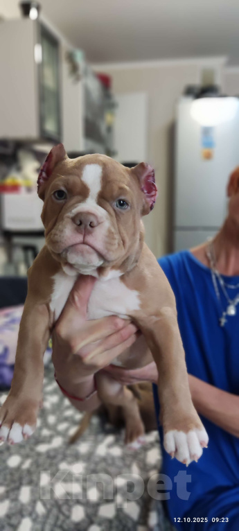 Собаки в Анапе: Щенок американского булли Девочка, Бесплатно - фото 2