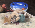 Кошки в Москве: Рыжий и голубой котенок в добрые руки Мальчик, Бесплатно - фото 3