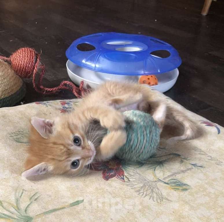 Кошки в Москве: Рыжий и голубой котенок в добрые руки Мальчик, Бесплатно - фото 3