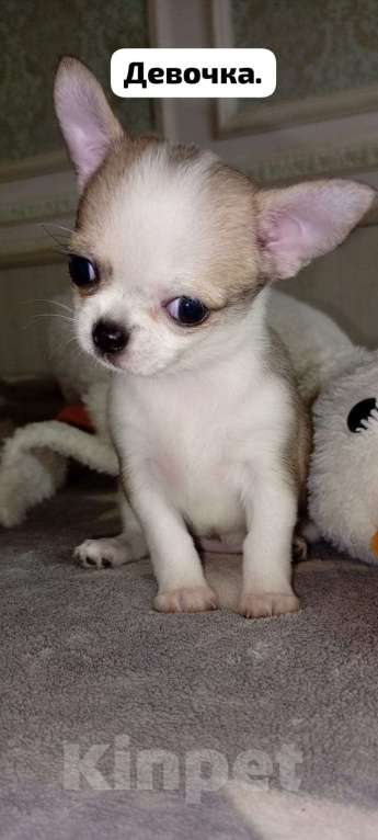 Собаки в Краснодаре: Продам щенков чихуахуа Мальчик, 10 000 руб. - фото 8