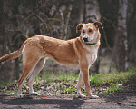 Собаки в Москве: Собака Рыжуля ищет дом Девочка, 10 руб. - фото 2