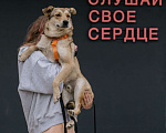 Собаки в Москве: Поцелуйчик каждый день  Мальчик, 1 руб. - фото 1