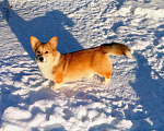 Собаки в Воронеже: Вельш корги пемброк девочка Девочка, 50 000 руб. - фото 2