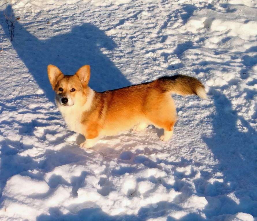 Собаки в Воронеже: Вельш корги пемброк девочка Девочка, 50 000 руб. - фото 2