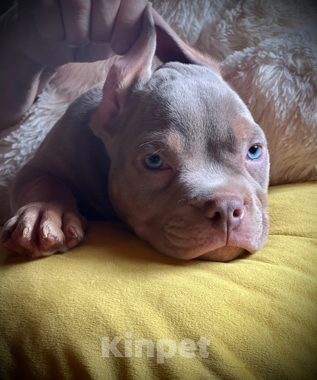 Собаки в Москве: Американский булли щенок Мальчик, 150 000 руб. - фото 7