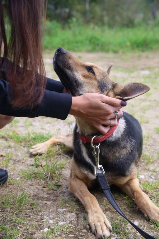 Собаки в Москве: Тиша Девочка, Бесплатно - фото 8