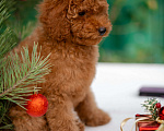 Собаки в других городах Краснодарского края: Щенок той пуделя Мальчик, 80 000 руб. - фото 4