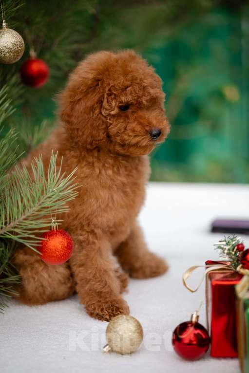 Собаки в других городах Краснодарского края: Щенок той пуделя Мальчик, 80 000 руб. - фото 4