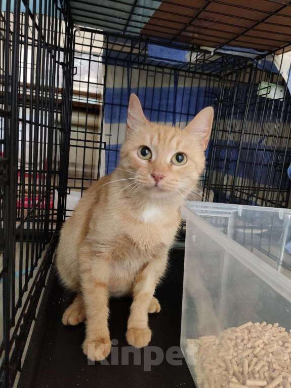 Кошки в Москве: Кошка Рыжка ищет дом Девочка, 10 руб. - фото 6