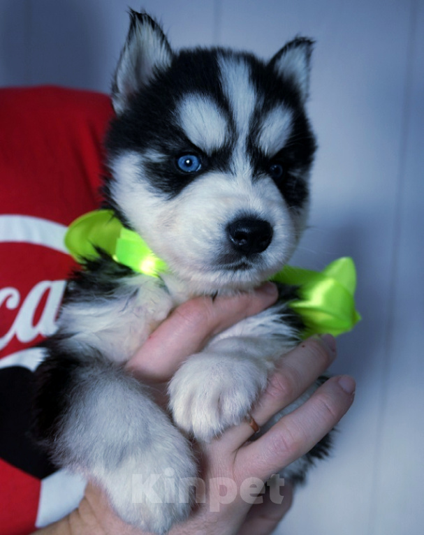 Собаки в Усинске: Хаски Щенки Разных окрасов Разнополые, Бесплатно - фото 1