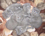 Кошки в Видном: Вязка шотландский вислоухий кот, 2 000 руб. - фото 9
