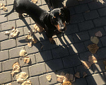 Собаки в Серпухове: Такса вязка, 1 руб. - фото 4
