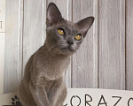 Кошки в Москве: Бурманский котенок голубого окраса, 60 000 руб. - фото 6