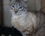 Кошки в Ливны: SOS Голубоглазый тайский котик Арамис в дар, Бесплатно - фото 1
