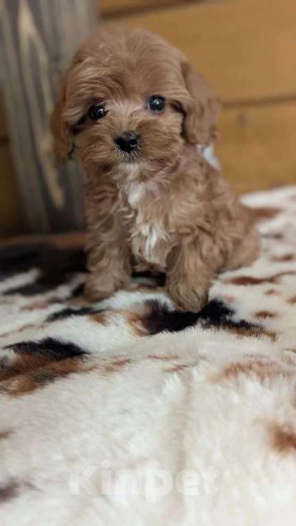 Собаки в других городах Московской области: Собаки Девочка, Бесплатно - фото 2