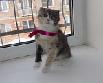 Кошки в Москве: Шотландский вислоухий короткошёрстный котёнок Девочка, 12 000 руб. - фото 6