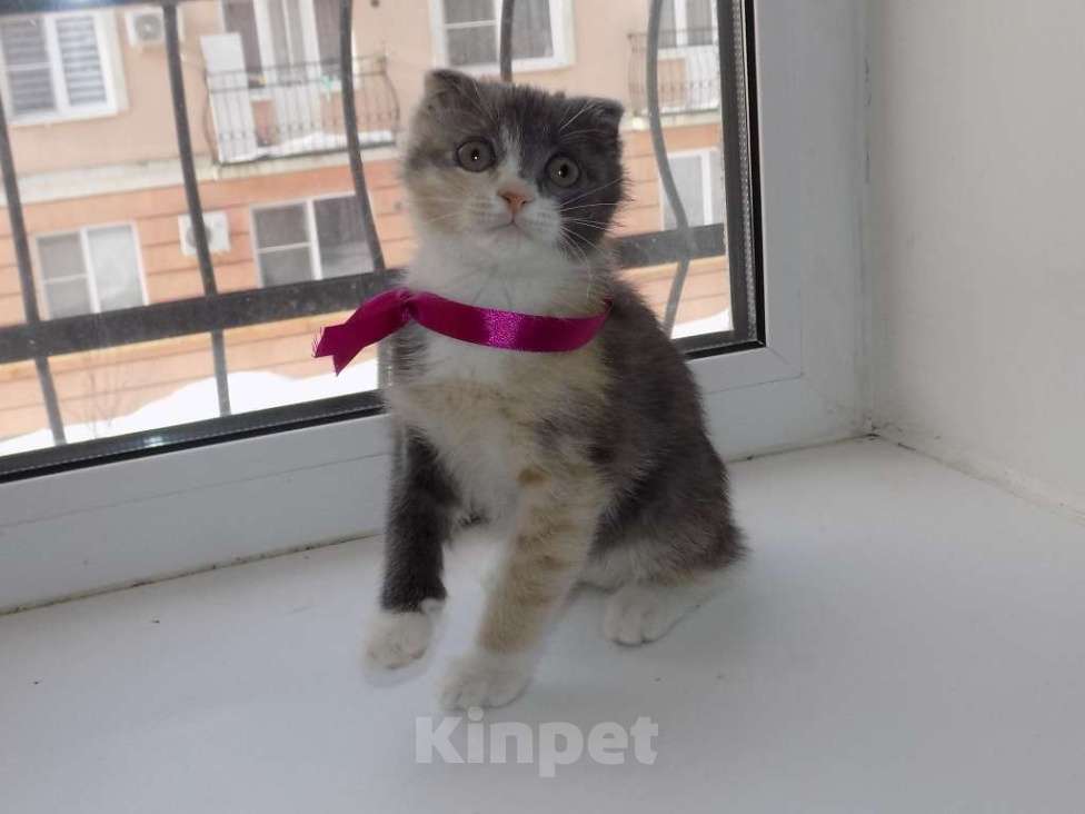 Кошки в Москве: Шотландский вислоухий короткошёрстный котёнок Девочка, 12 000 руб. - фото 6