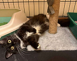 Кошки в Москве: Котенок в поисках дома Девочка, Бесплатно - фото 9