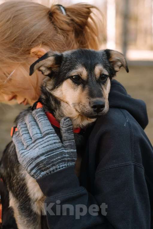 Собаки в Санкт-Петербурге: Эбби из приюта в добрые руки Девочка, Бесплатно - фото 8