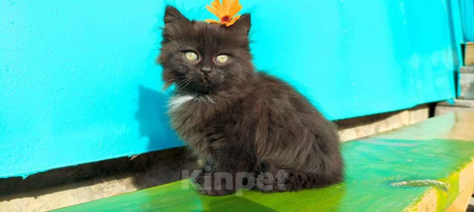 Кошки в Воронеже: Котята ищут дом Девочка, Бесплатно - фото 2