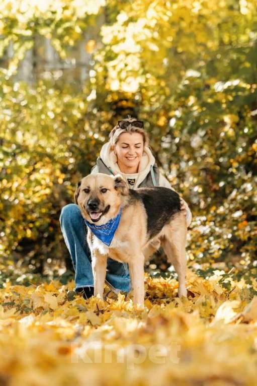Собаки в Москве: Познакомьтесь с Дынькой — мягким гигантом с сердцем, полным добра. Мальчик, Бесплатно - фото 4