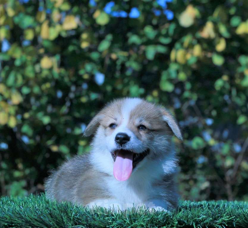 Собаки в Москве: вельш корги пемброк щенки Мальчик, 90 000 руб. - фото 5