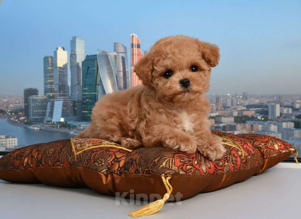 Собаки в Москве: Продается щенок Мальтипу Мальчик, Бесплатно - фото 1