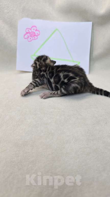 Кошки в Ростове-на-Дону: Бенгальский котенок Девочка, 60 000 руб. - фото 8