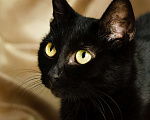 Кошки в Троицке: Супер ласковая, ручная кошка в дар Девочка, Бесплатно - фото 7
