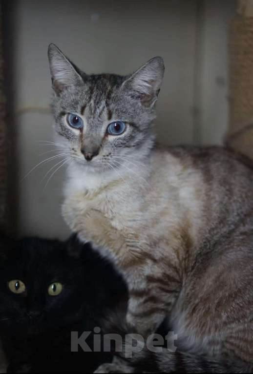 Кошки в Ливны: SOS Голубоглазый тайский котик Арамис в дар, Бесплатно - фото 1