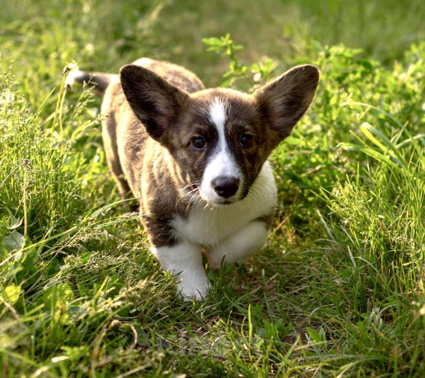 Собаки в Кемерово: Девочка вельш корги кардиган Девочка, 60 000 руб. - фото 8