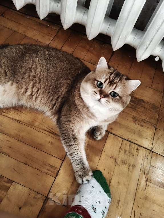 Кошки в Санкт-Петербурге: Продаются чистокровные котята британской шиншиллы Девочка, 40 000 руб. - фото 3