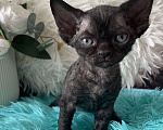 Кошки в Москве: Котенок Девон Рекс черная девочка Девочка, 75 000 руб. - фото 1