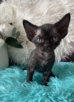 Котенок Девон Рекс черная девочка
