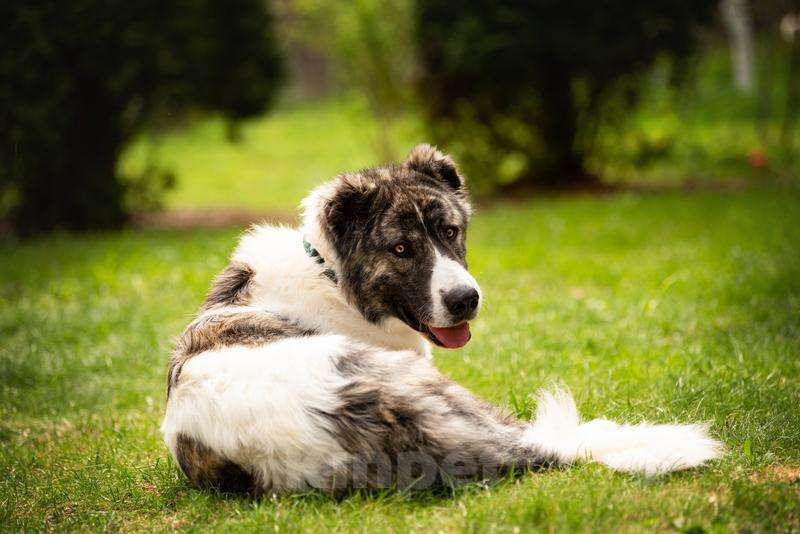 Собаки в Москве: Кавказский волкодав в добрые руки. Мальчик, Бесплатно - фото 6