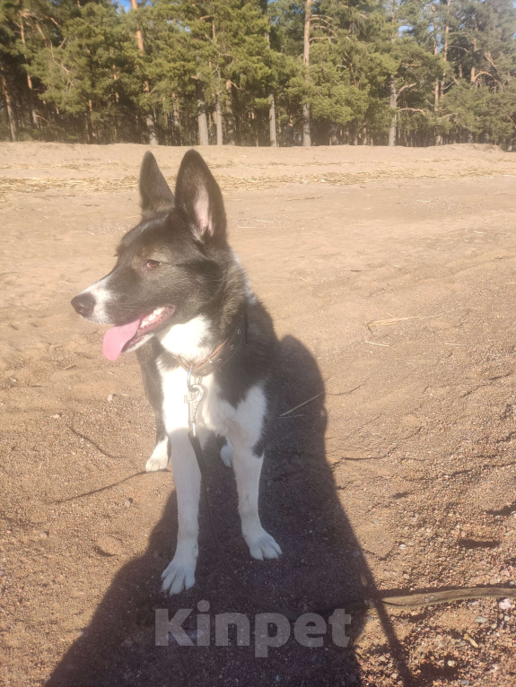 Собаки в Санкт-Петербурге: Щенок в добрые руки Девочка, Бесплатно - фото 10
