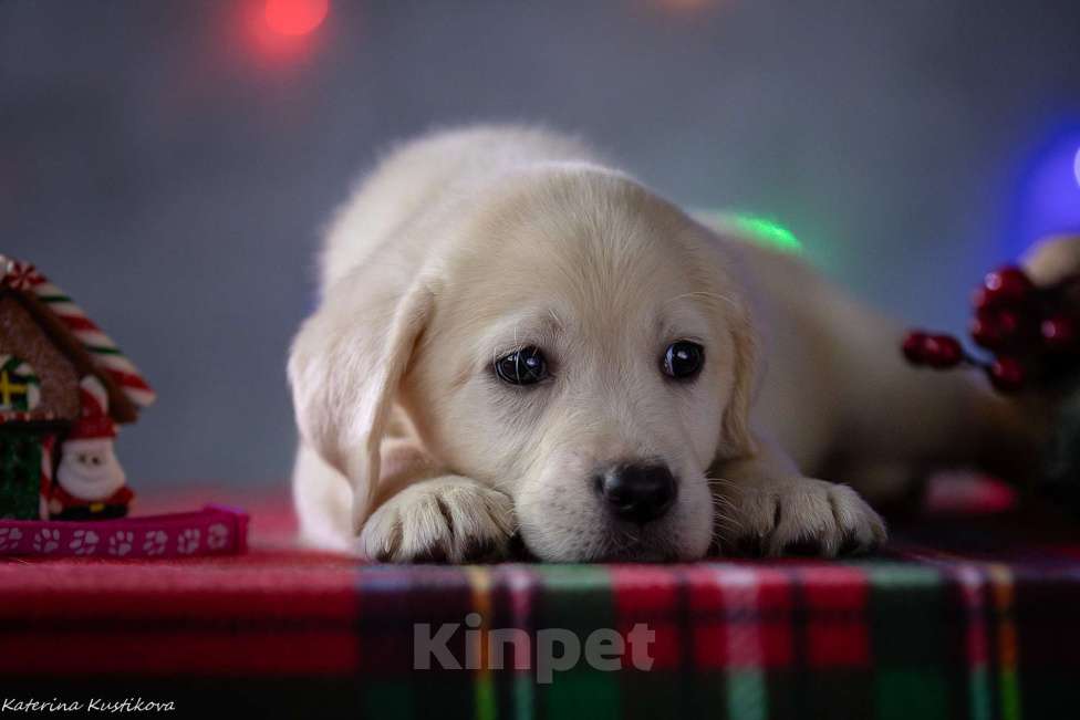 Собаки в Москве: Щенок лабрадора Девочка, 80 000 руб. - фото 5