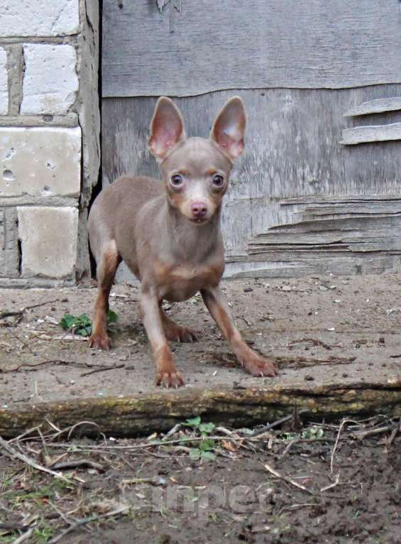 Собаки в Волгограде: Лиловая девочка Девочка, 35 000 руб. - фото 2