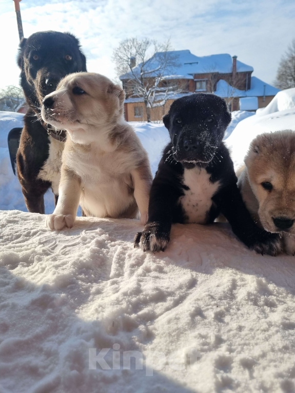 Собаки в Костерево: Щенок алабая кобель от чемпионов Мальчик, 55 000 руб. - фото 5