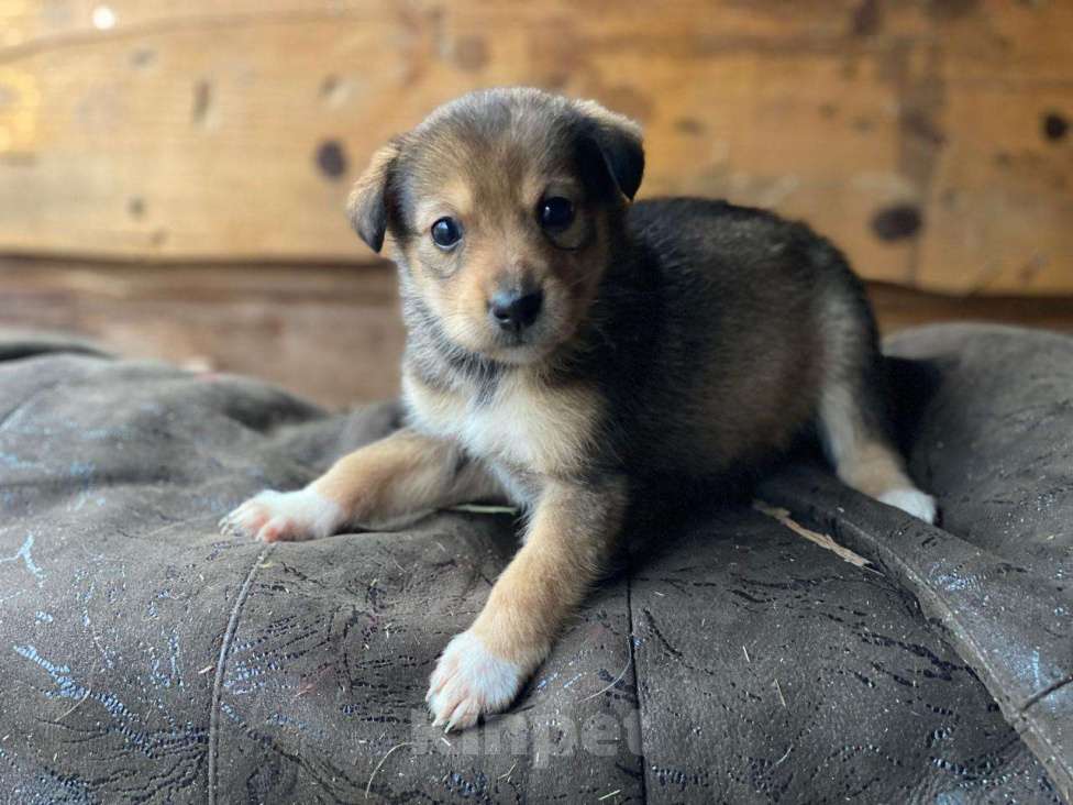 Кошки в Москве: Очаровательные малышки - сестрёнки  ищут дом! Девочка, Бесплатно - фото 2