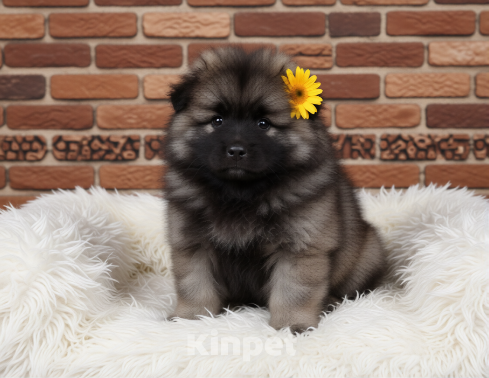 Собаки в Новосибирске: Кеесхонд (вольфшпиц)  Девочка, Бесплатно - фото 2