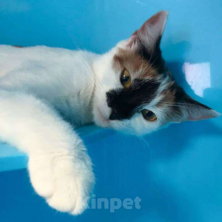 Кошки в Москве: Текилу никто не замечает Девочка, Бесплатно - фото 3