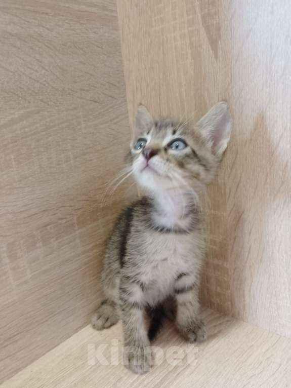 Кошки в Ростове-на-Дону: Полосатые ласковые мальчишки Мальчик, 1 руб. - фото 3