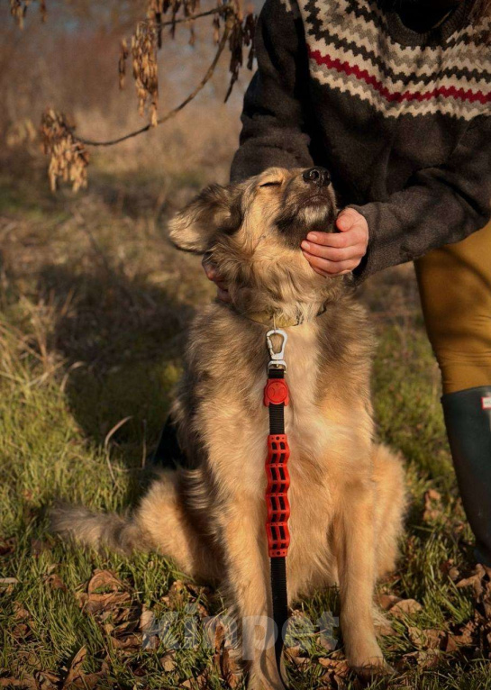 Собаки в Краснодаре: Спокойная собака ищет своего человека  Девочка, Бесплатно - фото 4